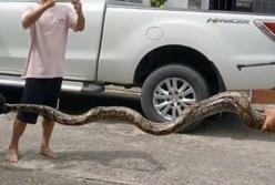 В туалете питон укусил мужчину за гениталии: змея вылезла прямо из унитаза (видео)