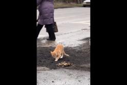 Кот "оценил" качество ремонта дорог в Николаеве (видео)