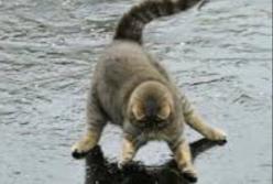 Украину охватит резкое похолодание: гололед и сильный ветер (видео)