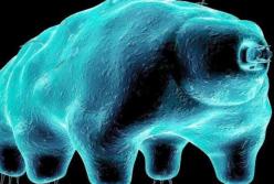 Самое живучее существо на планете: его нельзя убить (видео)