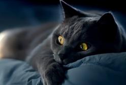 Смешные коты: когда никто не видит (видео)