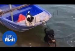 Настоящая дружба: пес помогает выбраться подруге из лодки (видео)