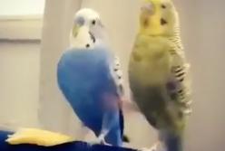 "Размечталась!" Дерзкий попугай ударом лапы вывел из ступора свою подружку (видео)