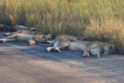 Появилось забавное видео "захвата" животными городов (видео)