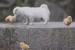 Щенок забавно играет с цыплятами (видео)