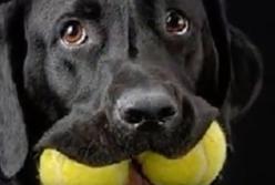 Он хотел вернуть этого пса в приют: но когда узнал правду, что произошло с бывшим хозяином...(видео)