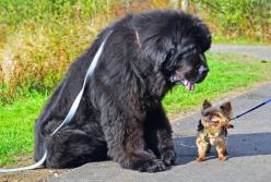 5 самых добрых пород собак в мире (видео)