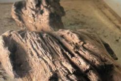 В Англии обнаружили необычную римскую деревянную скульптуру (видео)