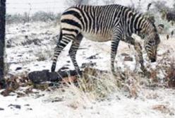 Снежная Африка: слоны и жирафы в шоке (видео)