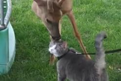 Любвеобильный олень вылизал кота на глазах у хозяев (видео)