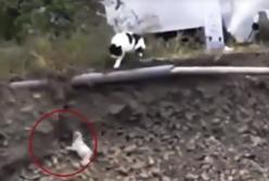 Чужих детей не бывает: кошка спасла щенка, упавшего с обрыва (видео)