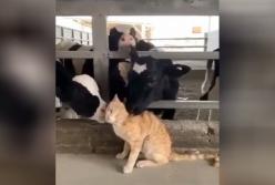 Три коровы сделали массаж коту (видео)