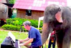  Первая реакция животных на музыку: слон танцует! (видео)