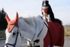 Очень умная собака катается верхом на лошадях и гироскутере: знает 250 команд (видео)