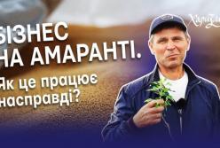 Амарант — золото українських полів. Як одна рослина стає основою нової харчової революції