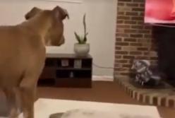 Пес очень эмоционально смотрит "Король лев" (видео)