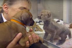 Невероятная история дружбы собаки и гепарда (видео)
