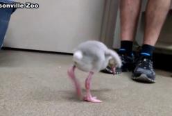 А вы когда-нибудь видели детеныша фламинго?