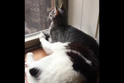 Наглая кошка уселась на голову коту (видео)