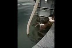 Собака спасла тонувшую кошку, вытащив ее из воды (видео)