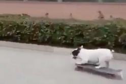 Собака виртуозно гоняет на скейте по улицам на большой скорости (видео)