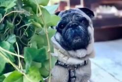 Загадочное похищение Каспера: кто украл мопса среди белого дня? (видео)