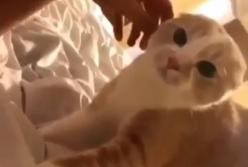 Кот не узнал свою хозяйку в маске для лица (видео)