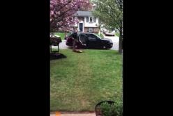 Полицейская собака отказывается идти на работу (видео)