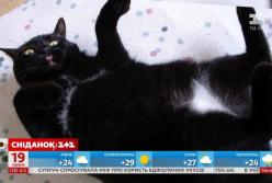 В США кошка притворилась мертвой, чтобы избавиться от надоедливой хозяйки (видео)