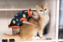 Сфинкс крепко-крепко обнял пушистого кота (видео)