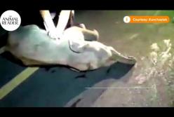 В Таиланде мужчина сделал слоненку массаж сердца (видео)