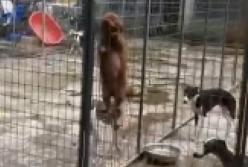 Смышленый пес показал соплеменникам, как сбежать из клетки (видео)