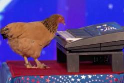 Курица клювом сыграла мелодию на шоу "Америка имеет таланты" (видео)