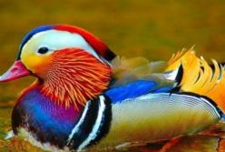 Самые красивые животные на планете (видео)