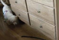 Настойчивая попытка собаки поймать свой поводок рассмешила Сеть (видео)