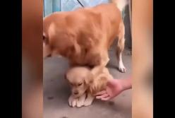 Собака мать не отдаёт щенка (видео)