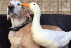 Драка гуся и собаки: чем закончится этот неравный бой? (видео)