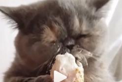 В сети смеются над котом, который забавно ест мороженное (видео)