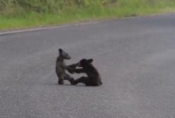 Два маленьких медвежонка устроили игру прямо посреди трассы (видео)