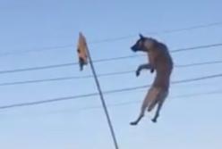 Ловкая собака запрыгивает на невероятную высоту (видео)