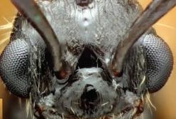 Как выглядит муравей вблизи: жуткие кадры (видео)