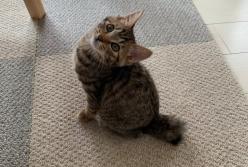 Слишком агрессивный котенок напугал свою хозяйку (видео)