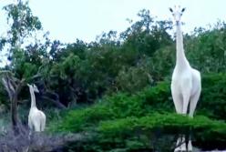 Обречены на вымирание: в Кении убили последнюю самку белого жирафа и ее детеныша (видео)