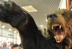 Жестокие животные-мстители: они умнее, чем думают о них люди (видео)