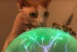 Кошка-ведьма покорила Интернет (видео)