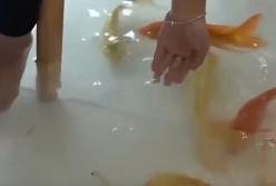 Невероятный ресторан, где под ногами плавают тысячи рыб (видео)