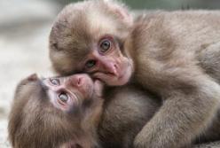 Спецоперация по захвату африканских обезьян в Одессе (видео)