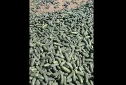 Нетоварный вид: украинский фермер уничтожил сотни килограмм огурцов (видео)