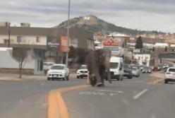 Слон втік із цирку і ходив вулицями міста в США (відео)