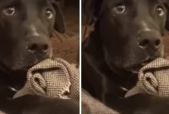 Забавная реакция пса на новость о будущем отцовстве развеселила соцсети (видео)